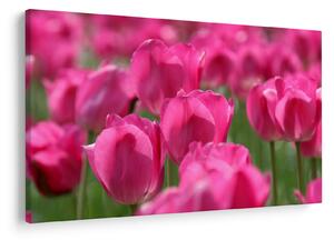 Kép - Rózsaszín tulipánok (90x60 cm)