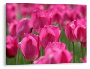 Kép - Rózsaszín tulipánok (70x50 cm)