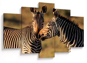 Kép - Két zebra (150x105 cm)