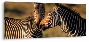 Kép - Két zebra (120x50 cm)