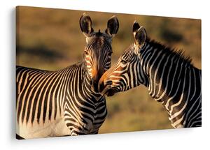 Kép - Két zebra (90x60 cm)