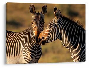 Kép - Két zebra (70x50 cm)