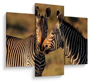 Kép - Két zebra (90x60 cm)