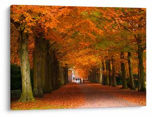 Kép - A Avenue of fák ősszel (70x50 cm)