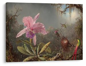 Kép - Martin Johnson Heade, Cattleya Orchid and Three Hummingbirds, reprodukciók (70x50 cm)