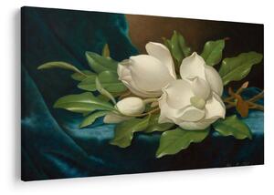 Kép - Martin Johnson Heade, Giant Magnolias on a Blue Velvet Cloth, reprodukciók (90x60 cm)