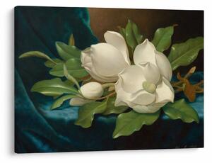 Kép - Martin Johnson Heade, Giant Magnolias on a Blue Velvet Cloth, reprodukciók (70x50 cm)