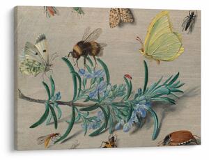 Kép - Jan van Kessel the Elder, Insects and a Sprig of Rosemary, reprodukciók (70x50 cm)