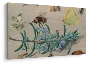 Kép - Jan van Kessel the Elder, Insects and a Sprig of Rosemary, reprodukciók (90x60 cm)
