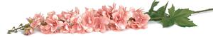 Szarkaláb művirág - rózsaszín