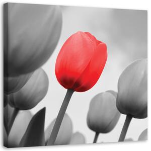 Gario Vászonkép Vörös tulipán szürkében Méret: 30 x 30 cm