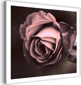 Gario Vászonkép Gyönyöru rózsa Méret: 30 x 30 cm