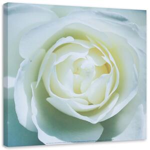 Gario Vászonkép Egy fehér rózsa közepe Méret: 30 x 30 cm