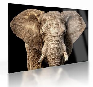 Üveg kép - Afrikai elefánt (70x50 cm)