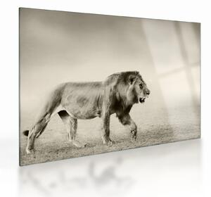 Üveg kép - Az éhes oroszlán (70x50 cm)