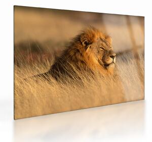 Üveg kép - Etosha Nemzeti Park (70x50 cm)