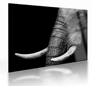 Üveg kép - Elefánt agyar (70x50 cm)