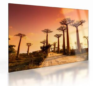 Üveg kép - Naplemente a Baobab Alley-ben (70x50 cm)
