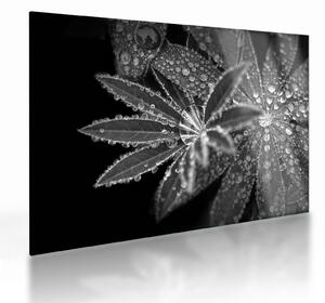 Üveg kép - Cseppek (70x50 cm)