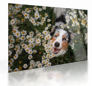 Üveg kép - Ausztrál juhászkutya (70x50 cm)