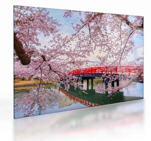 Üveg kép - Hirosaki, Japán (70x50 cm)
