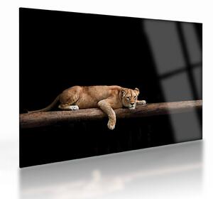 Üveg kép - Lioness (70x50 cm)