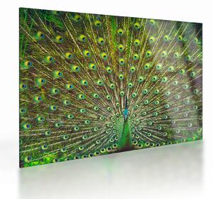 Üveg kép - Páva (70x50 cm)