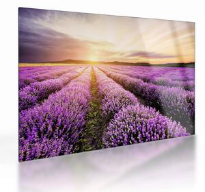 Üveg kép - Napfelkelte levendulamezőn (70x50 cm)