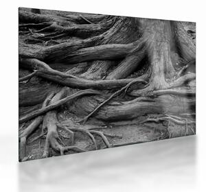 Üveg kép - A fa gyökerei (70x50 cm)