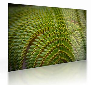 Üveg kép - Fern (70x50 cm)