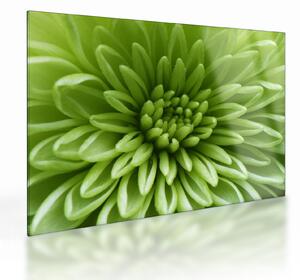 Üveg kép - Makro kép egy növényről (70x50 cm)