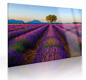 Üveg kép - Levendula mező (70x50 cm)