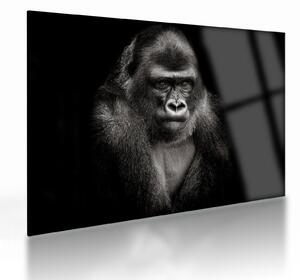 Üveg kép - Gorilla (70x50 cm)