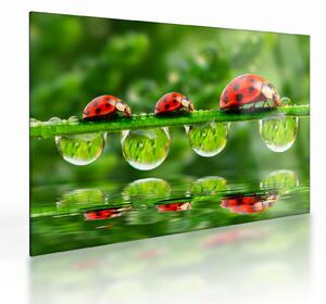 Üveg kép - A hét nap napfénye (70x50 cm)