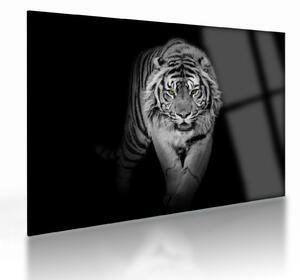 Üveg kép - Sárga szemű tigris (70x50 cm)