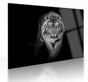 Üveg kép - Tigris kék szemekkel (70x50 cm)