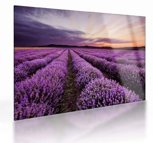 Üveg kép - Levendulamező naplementében (70x50 cm)