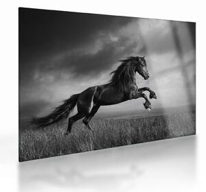 Üveg kép - Fekete-fehér ló (70x50 cm)