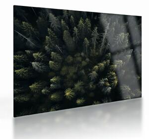 Üveg kép - Forest (70x50 cm)