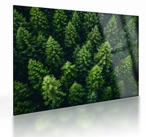 Üveg kép - Forest (70x50 cm)