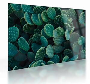 Üveg kép - Opuntia (70x50 cm)