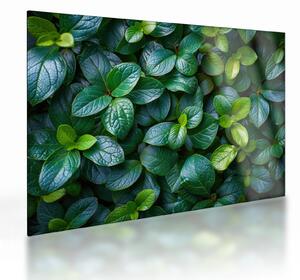 Üveg kép - Zöld növények (70x50 cm)