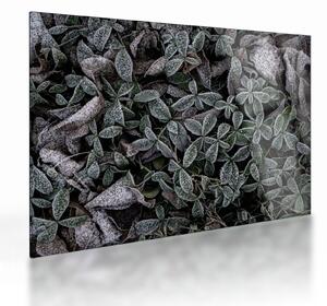 Üveg kép - Fagyasztott növények (70x50 cm)
