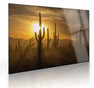 Üveg kép - Saguaro kaktuszok (70x50 cm)