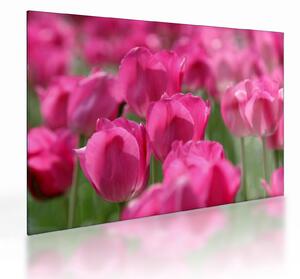 Üveg kép - Rózsaszín tulipánok (70x50 cm)