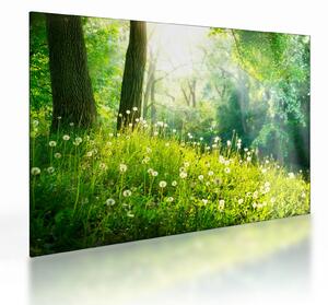 Üveg kép - Varázslatos rét tele pitypanggal (70x50 cm)