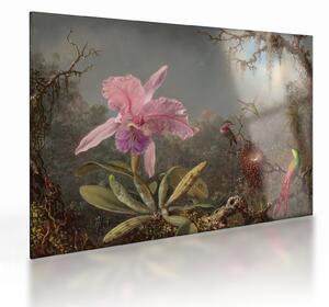 Üveg kép - Martin Johnson Heade, Cattleya Orchid and Three Hummingbirds, reprodukciók (70x50 cm)