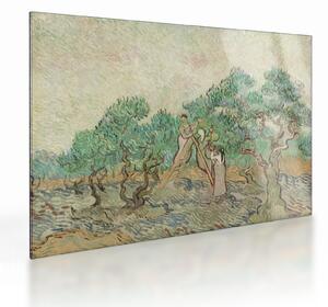 Üveg kép - Vincent van Gogh, The Olive Orchard, reprodukciók (70x50 cm)