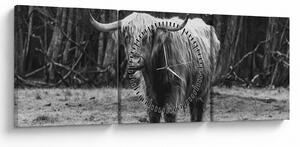 Kép - Skót tehén 3, fekete-fehér (órával) (90x30 cm)