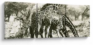Kép - Zsiráfok, vintage (órával) (90x30 cm)